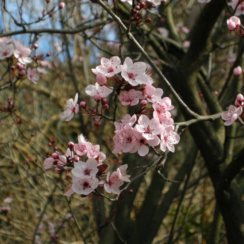 Cherry Plum Prunus cerasifera 'Pissardii'